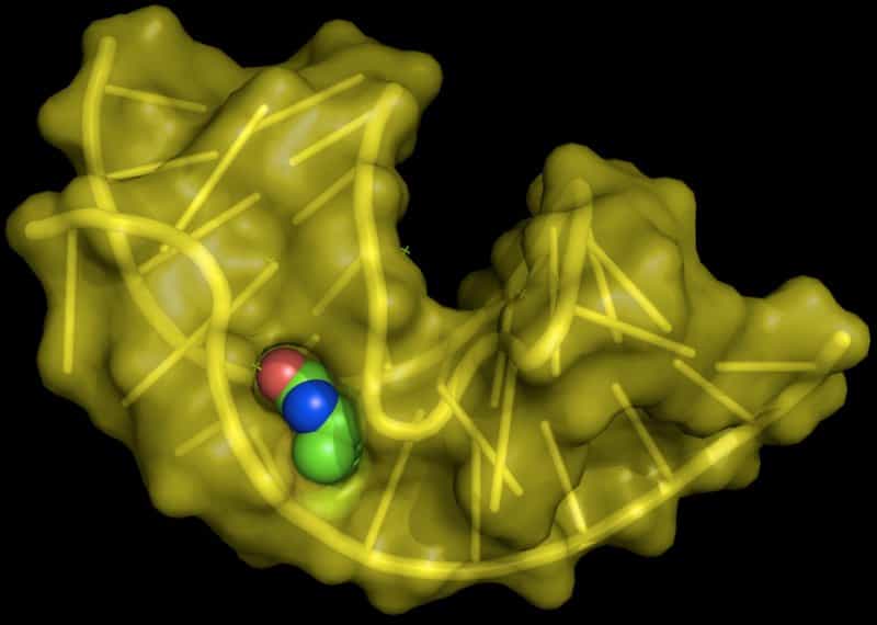 En jaune, un aptamètre à ARN a fixé une molécule de biotine (structure colorée en rouge, bleu et vert). Les aptamères sont des outils biochimiques.&nbsp;© Fdardel,&nbsp;Wikimedia Commons, cc by sa 3.0