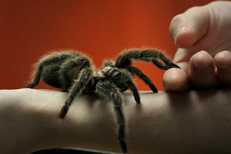 N’ayez pas peur des araignées : il est peu probable qu’elles transmettent des maladies bactériennes. © GollyGforce - Living My Worst Nightmare, Flickr, CC by 2.0