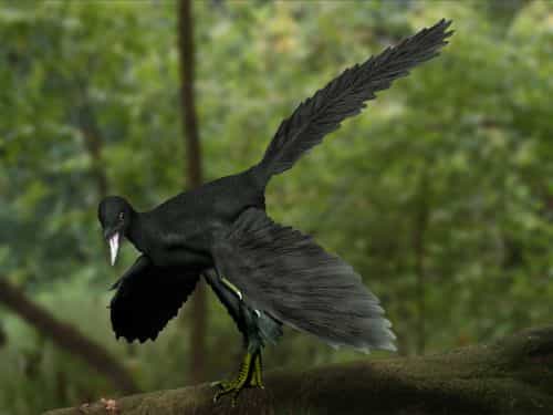 D’après une étude parue en 2011, certaines des plumes de l’archéoptéryx étaient noires, ce qui a inspiré l’auteur de cette reconstitution artistique de l’animal. © Nabu Tamura, Wikimedia Commons, cc by sa 3.0