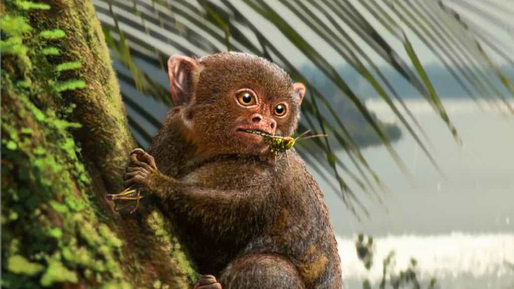 Reconstruction d’Ashaninkacebus simpsoni, le minuscule singe dont la dent retrouvée en Amazonie brésilienne a permis de déduire la taille et le régime alimentaire insectivore. © Diego J. Barletta &amp; Jorge A. Gonzalez (Salta, Argentine)