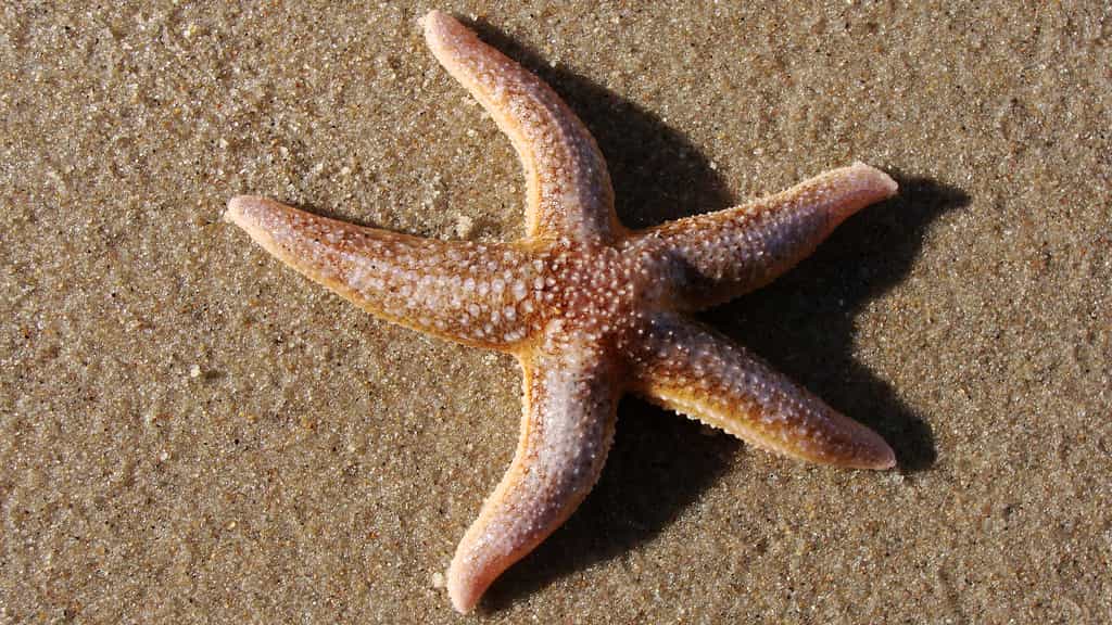 Les étoiles de mer sont des échinodermes, un mot qui signifie « peau d’épines » en grec. Ces animaux marins à symétrie radiaire, ou centrale, possèdent une bouche sur leur face ventrale, au centre d’un cercle de bras tentaculaires. © Kijasek, Flickr, cc by nc nd 2.0