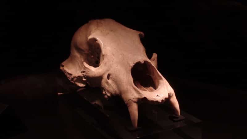 L'ours des cavernes Ursus spelaeus, dont on voit ici un crâne, atteignait 1,3 m de haut au garrot et 3,5 m de haut en position dressée, pour un poids moyen de 450 kg. © Valugi, Wikimedia commons, cc by sa 3.0