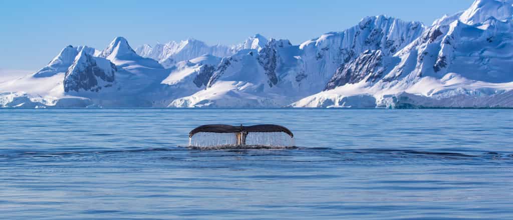 Les banquises servent de « piliers » pour les glaciers : elles exercent une pression vers l'arrière sur les glaciers qui les alimentent. © Craig, Adobe Stock