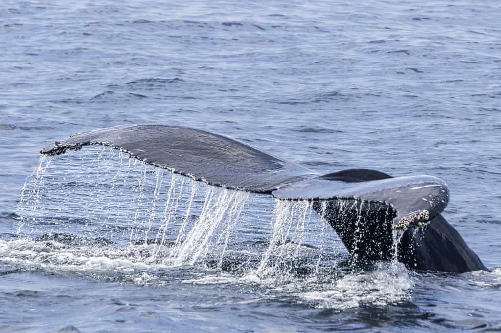 Majestueux plongeon d'une imposante baleine. © Scottevers7, Fotolia