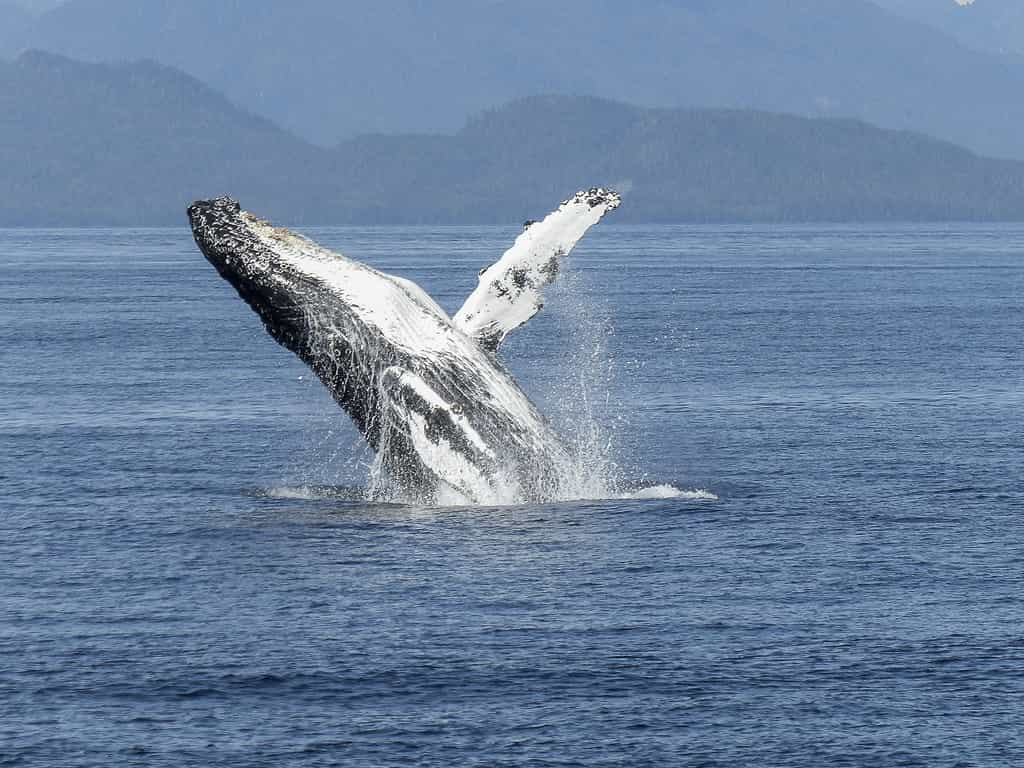 Après la mort de l'animal, les corps des cétacés (ici une baleine à bosse) rejoignent le plus souvent le fond de l'océan, où ils servent de nourriture à des petits écosystèmes. Durant leur vie, les excréments, eux, restent en surface et fertilisent les eaux superficielles. © werner22brigitte, Pixabay, DP