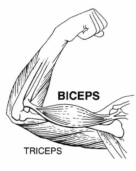Le biceps est un muscle fléchisseur du bras. © Pearson Scott Foresman, Wikimedia Foundation, DP