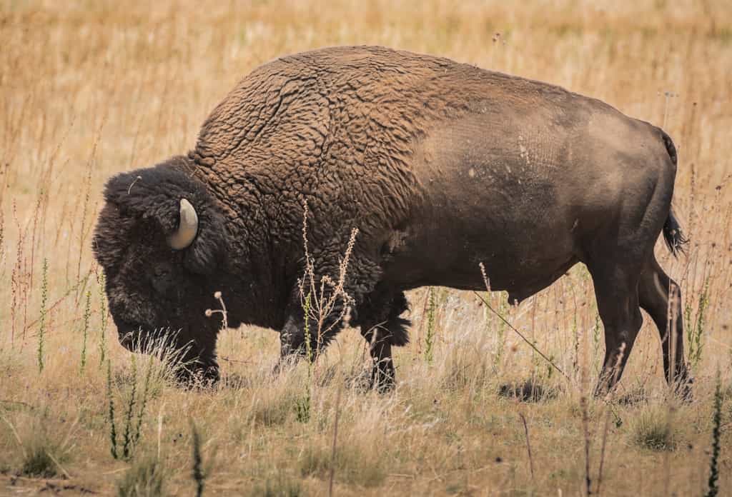 Ce bison est génétiquement proche de ceux qui peuplaient l'Amérique, l'Europe et les steppes russes il y a une vingtaine de milliers d'années. © Andrew Smith, Flickr - Licence Creative Commons (by-nc-sa 2.0)
