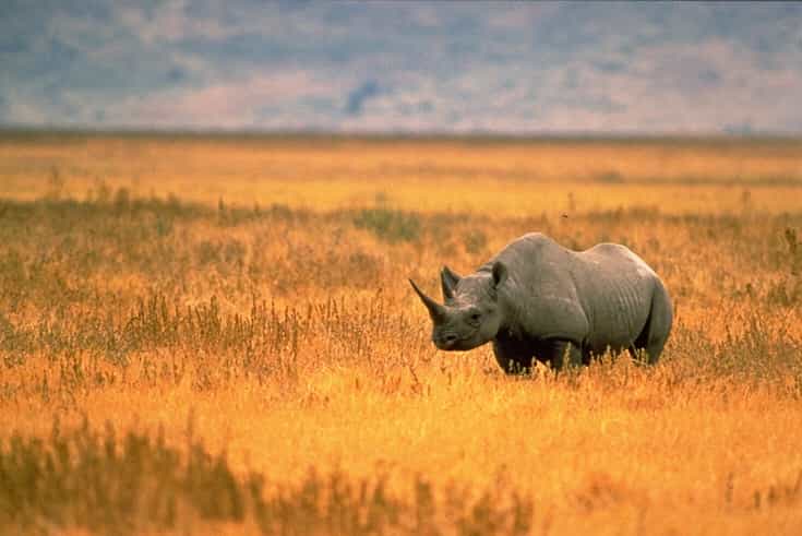 Le rhinocéros noir Diceros bicornis fait partie des grands vertébrés terrestres en danger critique d’extinction. © John and Karen Hollingsworth, US Fish and Wildlife Service, Wikimedia Commons, DP