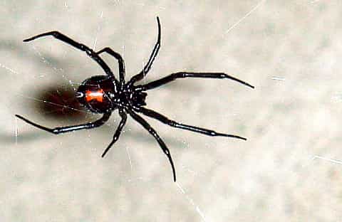 La femelle de la veuve noire est à peu près deux fois plus grosse que le mâle. Si elle a faim, elle peut le manger ! Une raison de plus pour les araignées mâles de choisir des femelles déjà rassasiées pour s’accoupler… © Chepyle, Wikimedia Commons, cc by sa 3.0