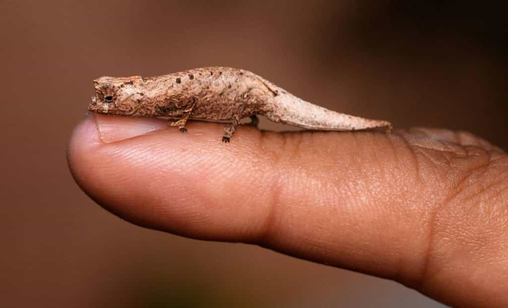 Brookesia nofy fait partie de la trentaine d'espèces du genre Brookesia à Madagascar