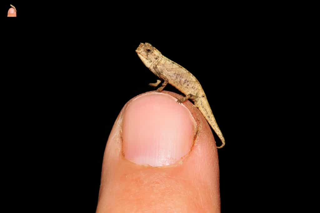 Brookesia nana, le plus petit reptile connu avec ses 13,5 millimètres de long. © Frank Glaw (SNSB/ZSM)