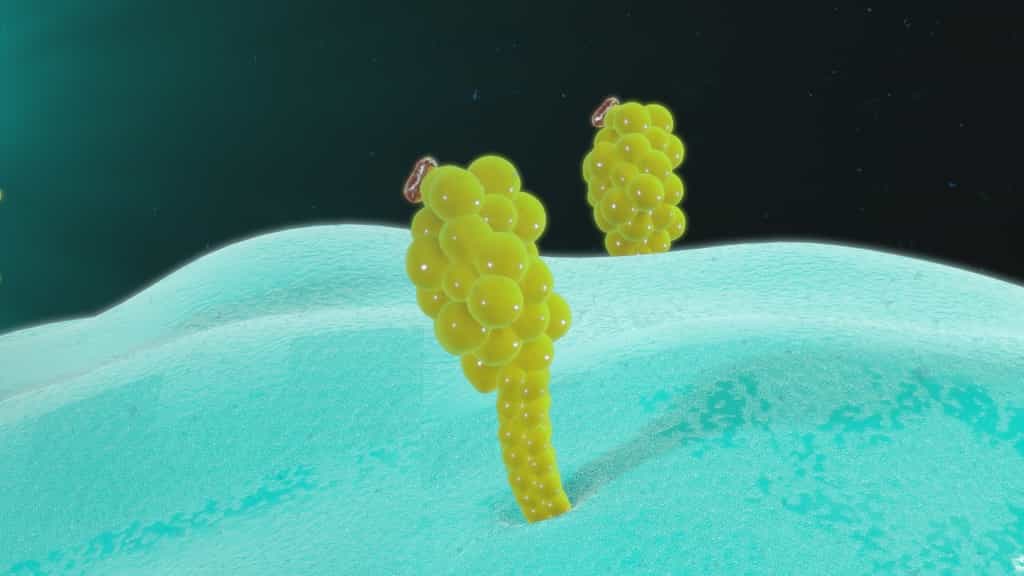 Le CMH permet de présenter l’antigène à la surface des cellules. © 7activestudio, Fotolia