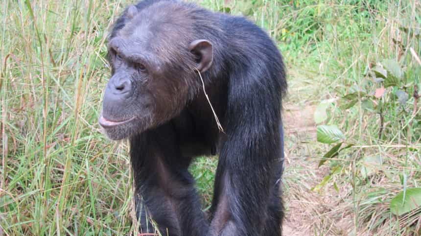 Julie, le chimpanzé qui a lancé une nouvelle tendance : l’herbe dans l’oreille. © van Leeuwen et al. Animal Cognition, 2014