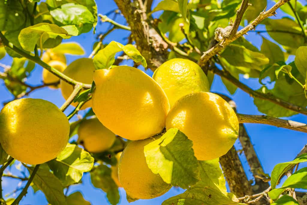 Le citron est un fruit gorgé de vitamine C. © Wikimedia Commons