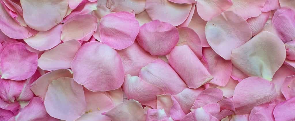D'où vient l'hydrolat de rose et quelles sont ses vertus ? © JillWellington, Pixabay