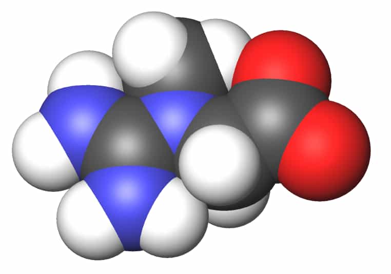 La molécule de créatine est azotée. © Sbrools, Wikimedia Commons, CC by-sa 3.0