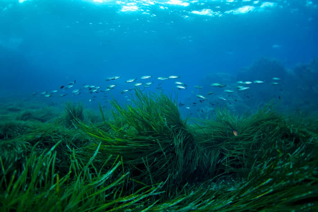 Les Posidonies font partie des rares plantes à fleurs sous-marine que l’on évalue à moins de 70 espèces dans le monde. Presque toutes ont un rôle écologique majeur. © Vincent Pommeyrol, Shutterstock