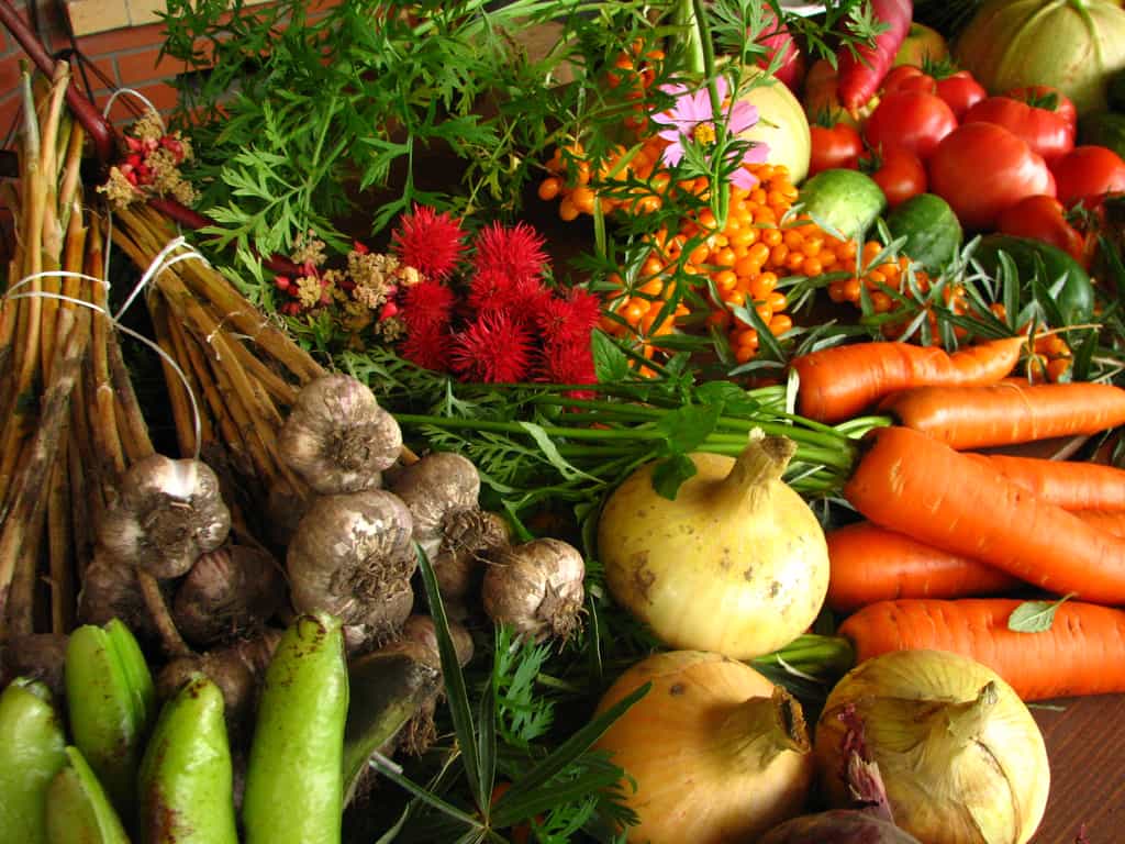 Qu'est-ce que la permaculture ? Ici, un panier de légumes. © Elina Mark