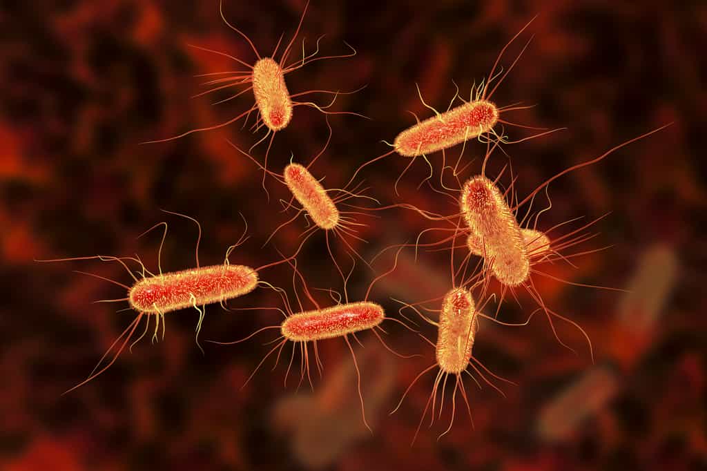 Escherichia coli pourrait transférer un plasmide avec le gène mcr-1, résistant aux polymyxines (des antibiotiques de dernier recours), à des bactéries pathogènes. Une résistance qui inquiète les scientifiques. © NIAID, Flickr, CC by 2.0