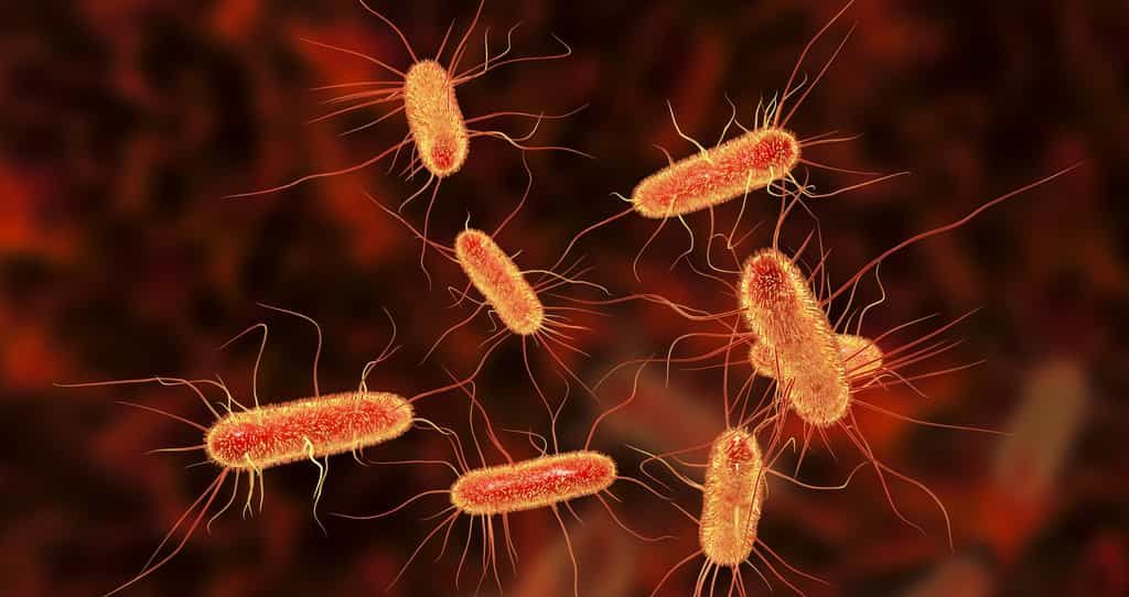 La bactérie modèle Escherichia coli ou colibacille fait partie de la famille des entérobactéries. © Kateryna_Kon, fotolia