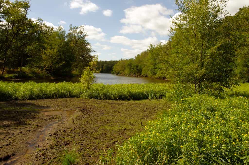 Le Grand étang de Saint-Estèphe en Dordogne, envahi par la Jussie à grandes fleurs (Luswigia grandiflora). © Traumrune, Wikimedia Commons, CC by 3.0