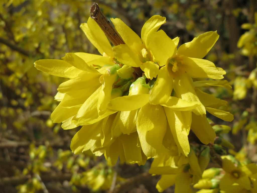Éclosion printanière de petites fleurs de forsythia, couleur jaune d'or. © AnRo0002, Domaine public