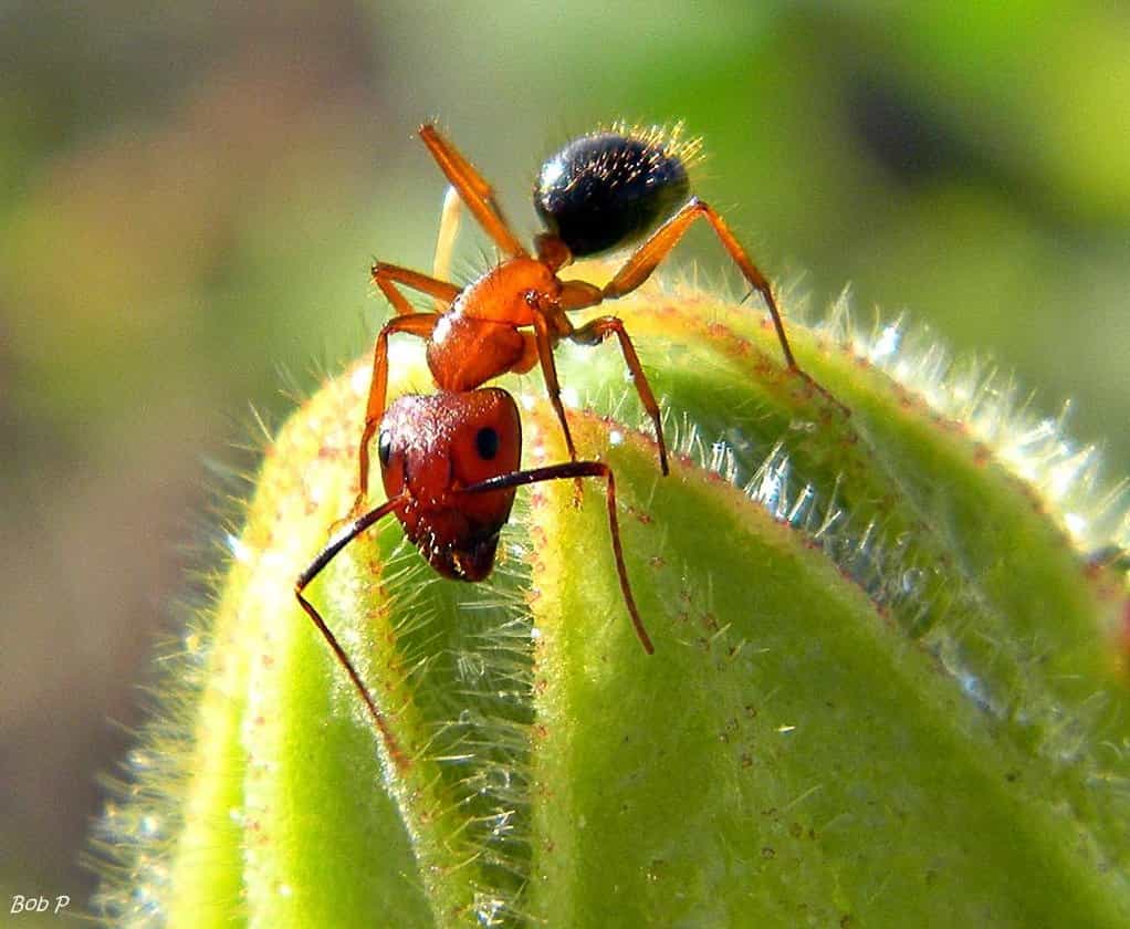 Les auteurs de cette étrange technique de communication olfactive se disent inspirés par la nature, où les odeurs sont souvent des messagères. Pour les fourmis, par exemple, c'est un véritable langage. © bob in swamp, Flickr, CC by-nc-sa 2.0