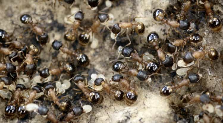 Des fourmis Temnothorax rugatulus en plein travail. Mais à y regarder de plus près, beaucoup ne font que se promener. © Daniel Charbonneau
