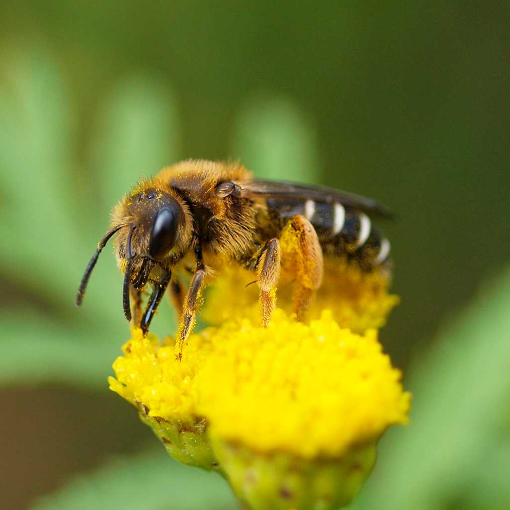 Une abeille de la famille de Halictidae. Ici Halictidae rubicundus. © linsepatron, Wikimédias, CC by-sa 2.0