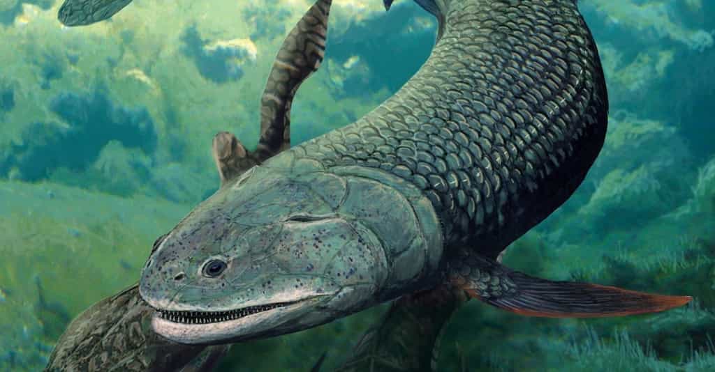 Découverte d'une nouvelle espèce de poisson ayant vécu il y 380 millions d'années. © Dr Brian Choo, Flinders University