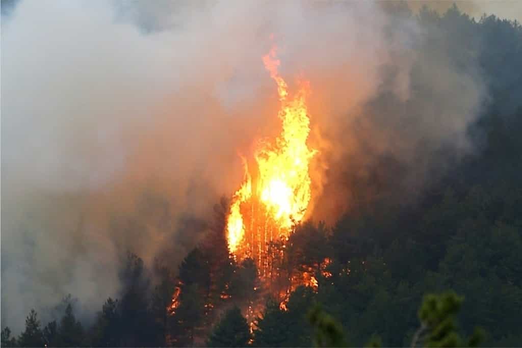 Incendie de forêt en Corse, en 2017. © Pascal Pochard-Casabianca, AFP Archives