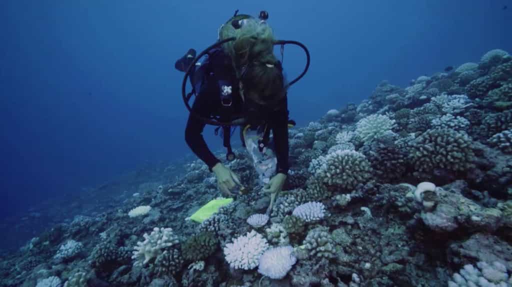Une plongeuse prélève un échantillon de récif coralien © Wochit