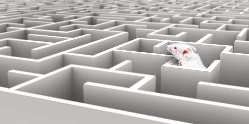 La souris Algernon doit trouver la sortie de labyrinthes de plus en plus perfectionnés. © neillockhart, Adobe Stock