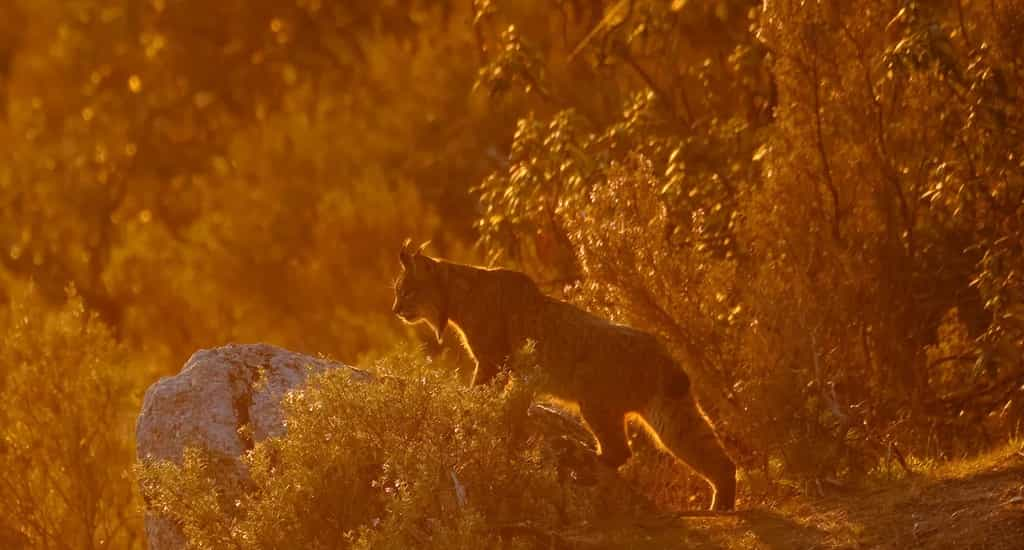 Avec « Lynx Lookout », Andrés Luis Dominguez Blanco photographie un lynx dans la Sierra de Andújar. © Andrés Luis Dominguez Blanco