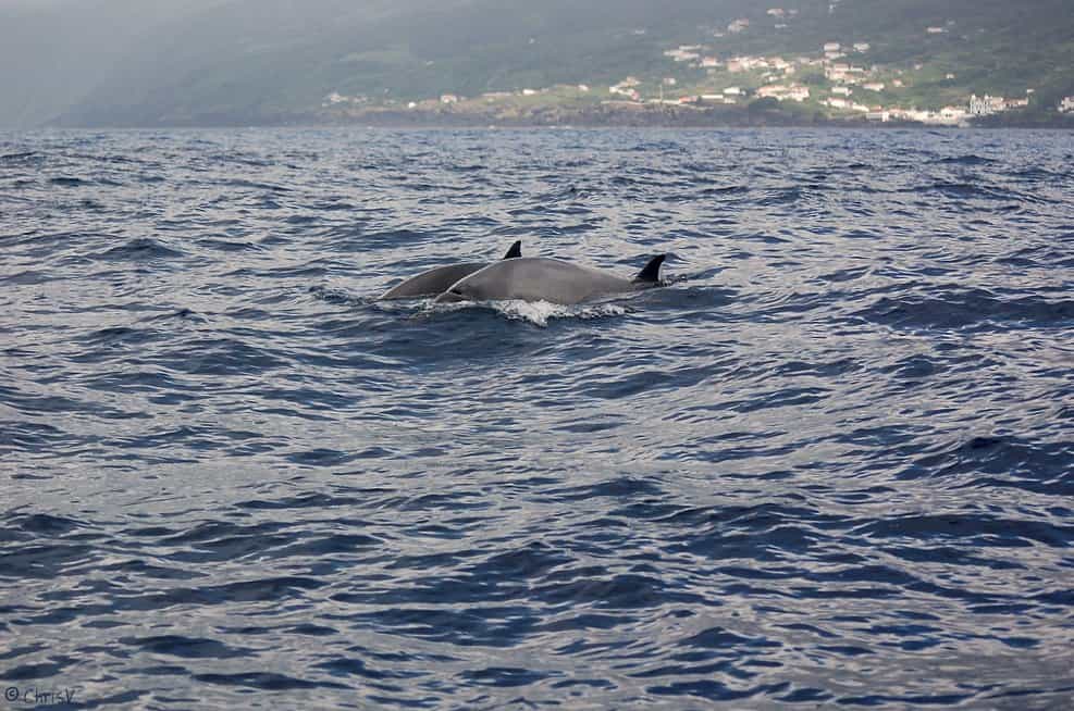 La baleine de Sowerby (Mesoplodon bidens) appartient, comme Mesoplodon hotaula, à la famille des ziphiidés. Ces mammifères marins à dents, ce sont des odontocètes, se démarquent par leur long museau, qu’ils utilisent entre autres pour attraper des calmars. © Christine Veeschkens, Flickr, cc by nc nd 2.0