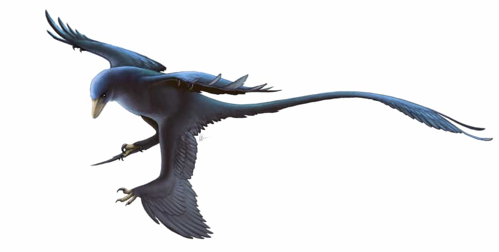 Une reconstitution de Microraptor. © Fred Wierum