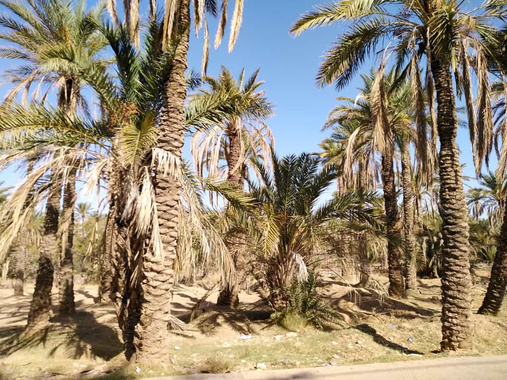 Dans le sud du Maroc, des oasis ancestrales sont menacées d'extinction. © Ali Selmi, Adobe Stock