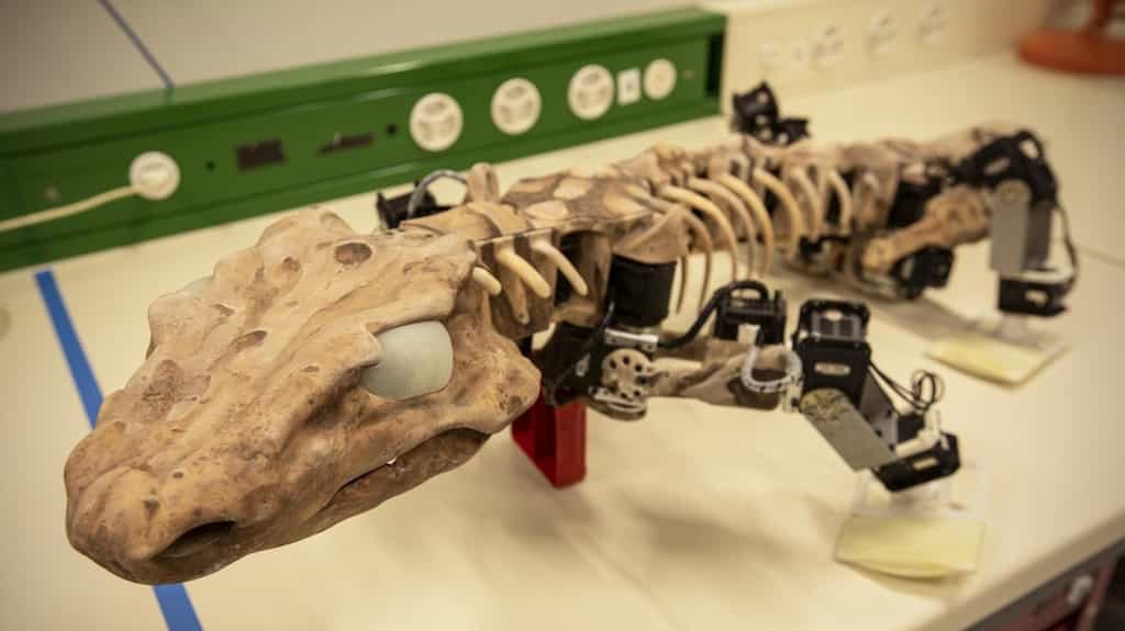 L’OroBOT a été conçu à partir des informations recueillies du squelette et des traces de pas fossilisés de l’Orobates pabsti. © 2019 Maxime Marendaz