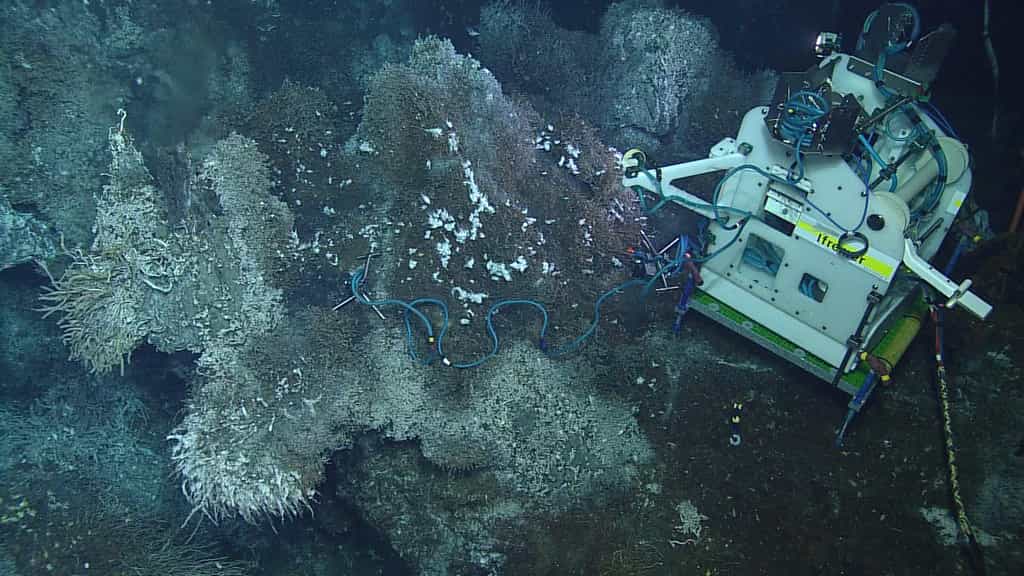 L'édifice hydrothermal Grotto, là où le module d'observation Tempo-Mini a été installé (ici à l'image), se trouve précisement à 2.186 m de profondeur.&nbsp;©&nbsp;Neptune-Canada