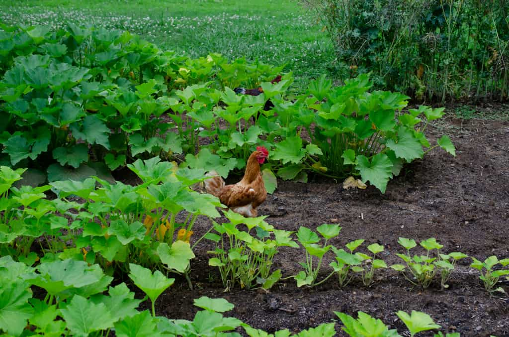 Dans le potager, les poules s'en donnent à cœur joie ! © hildeanna, Adobe Stock