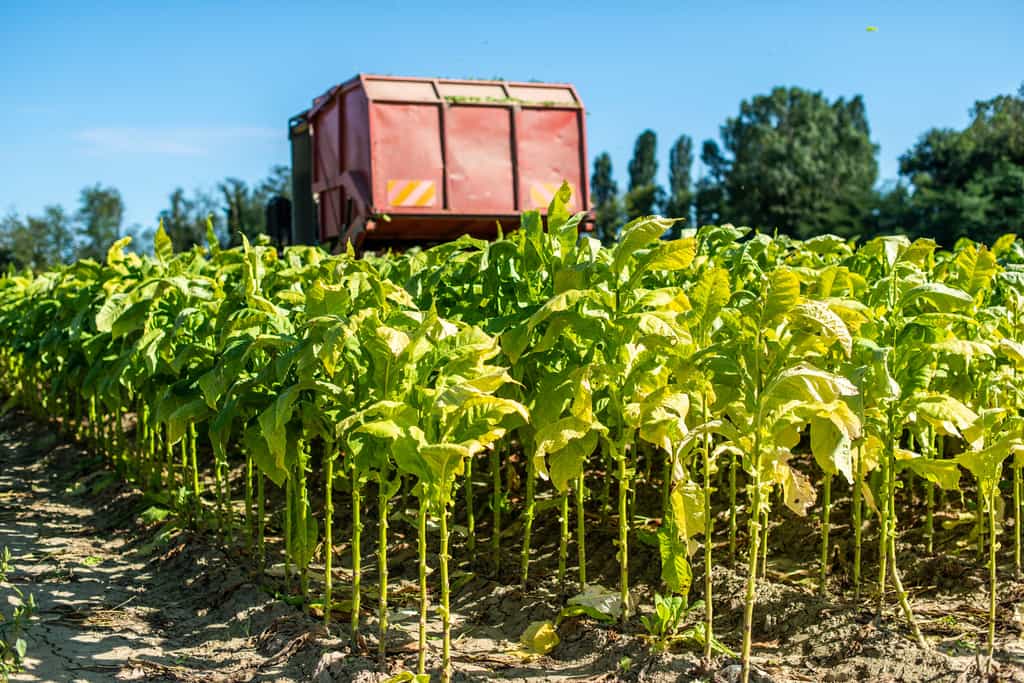 Un tracteur récolte les feuilles de tabac dans un champ ©deyangeorgiev