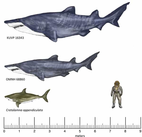 Les deux requins géants trouvés au Kansas dans les formations Duck Creek et Kiowa Shale. KUVP 16343 et OMNH 68860, connus par des vertèbres, sont représentés avec la forme de Leptostyrax macrorhiza, ce qui n'est qu'une hypothèse. Leur taille est la borne inférieure de l'estimation. Cretalamna appendiculata, une espèce éteinte, vivait également au Crétacé. © Joseph A. Frederickson et al., PLos One