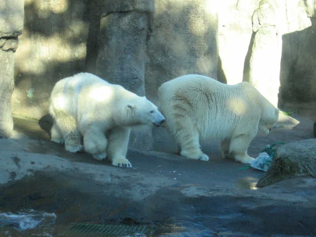 L'ours polaire Tasul (une femelle ;&nbsp;à gauche) est née le 1er décembre 1984, comme son frère Conrad (à droite). Les&nbsp;Ursus maritimus font partie des plus grands carnivores terrestres.&nbsp;© thirteenthbat, Flickr, cc by 2.0