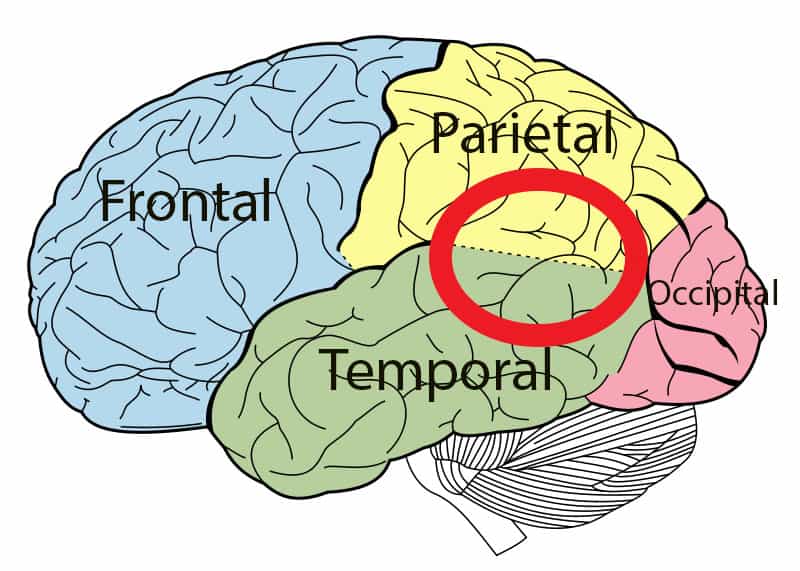 Le carrefour temporo-pariétal se trouve à la jonction des lobes pariétal et temporal du cerveau. © Sransom2, Wikipedia, CC by-sa 3.0
