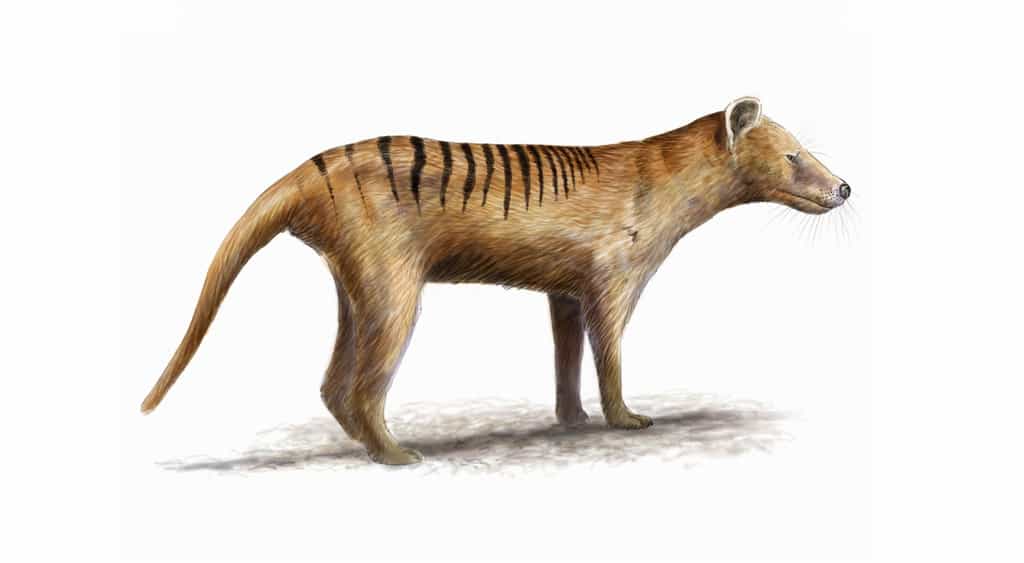 Une reconstitution du thylacine, une espèce considérée comme disparue. © nicolasprimola, fotolia