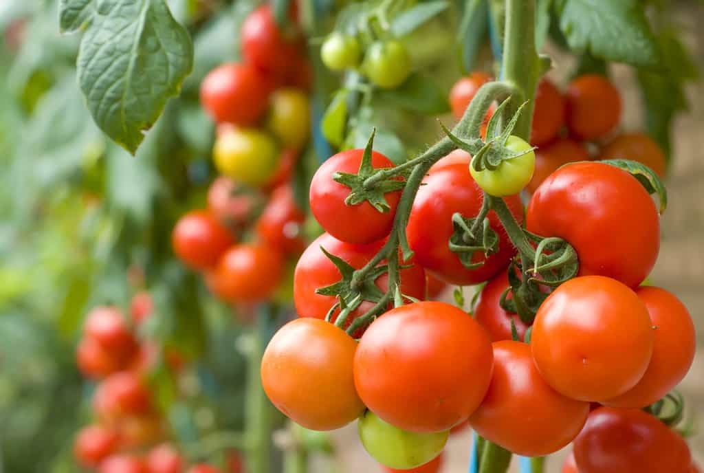 Tomate : taille et entretien de vos plants