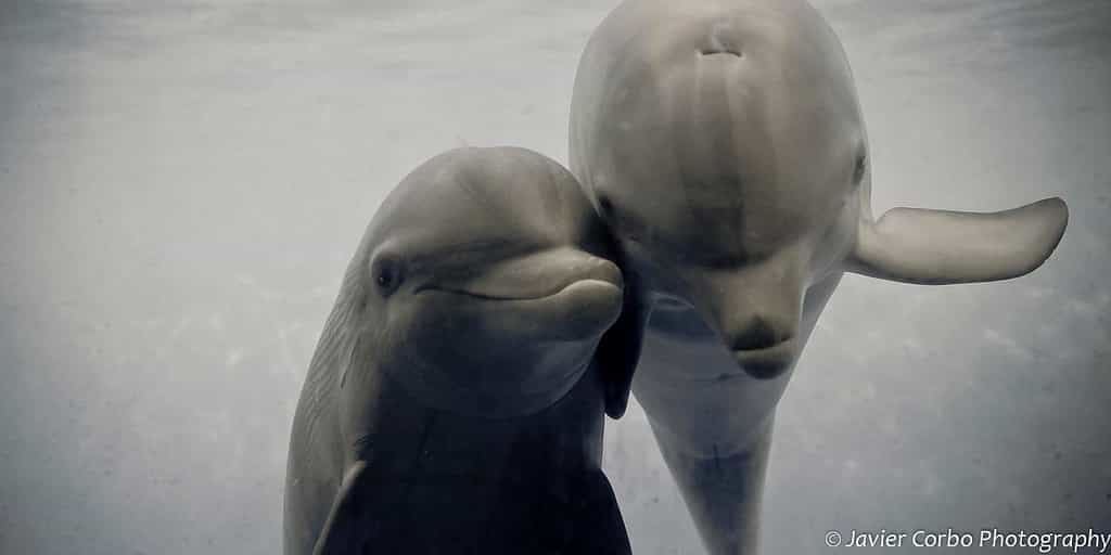 Chaque grand dauphin (Tursiops truncatus) développe un signal acoustique qui lui est propre entre l’âge de 4 mois et la fin de sa première année. Il s’agit de son sifflement personnel. © Javier Corbo, Flickr, cc by nc nd 2.0