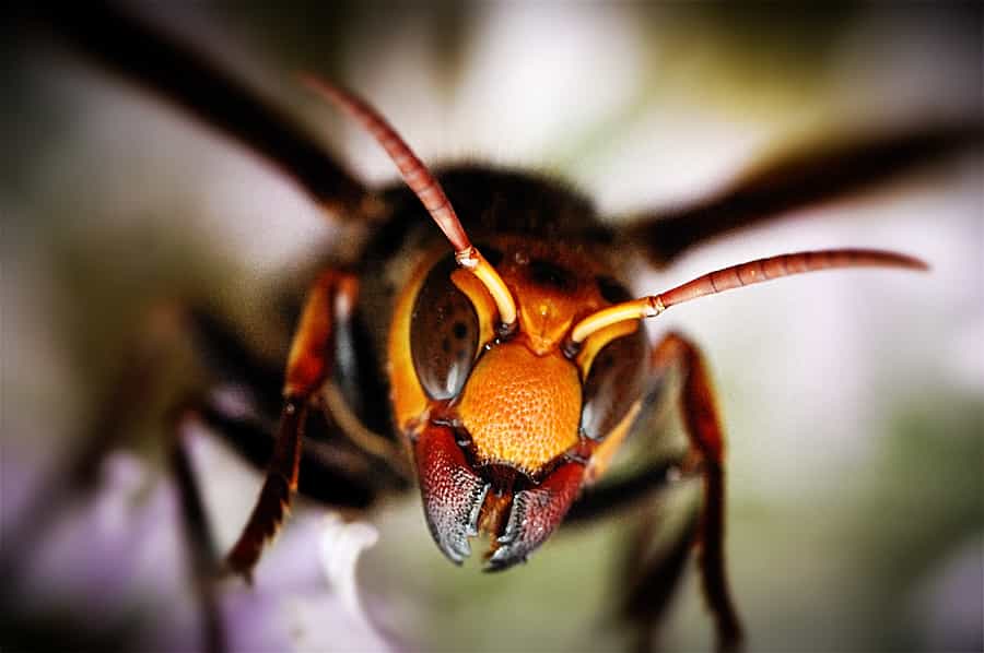 Le frelon géant est cinq fois plus grand qu'une abeille, l'une de ses proies. Son dard atteint 6 mm de long. © netman, Flickr, cc by nc nd 2.0