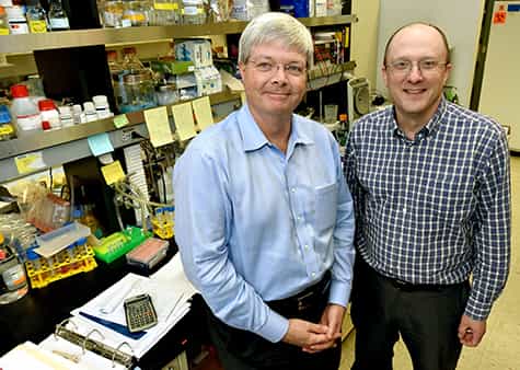 En étudiant les souris, Herbert Virgin (à gauche) et Thad Stappenbeck ont montré que les mères peuvent transmettre un caractère à leur portée grâce à l’ADN de bactéries. © Robert Boston, Washington University
