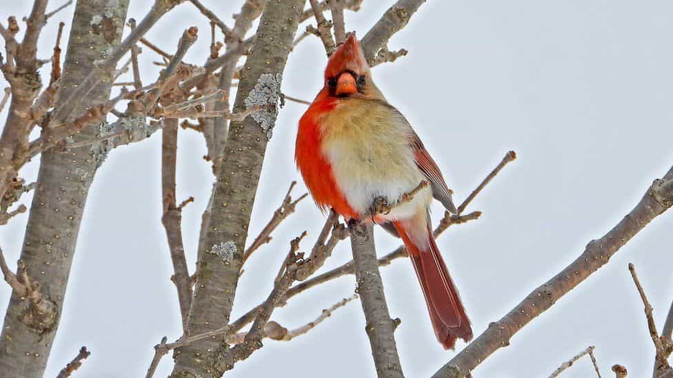 Un cardinal rouge à la fois mâle et femelle. © Jamie Hill, via BBC news